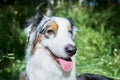 Australian shepherd sitting on the grass