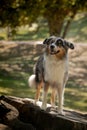 Portrait of Australian shepherd on trunk