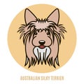 Portrait of Australian Silky Terrier. Vector illustration