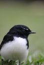 Portrait of an Australian Willy Wagtail