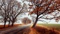 Portrait of autumn. Lonely road on the background of fallen leaves and green fields. Concept of road trip. Autumn landscape