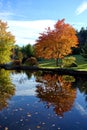 Portrait of an Autumn tree Royalty Free Stock Photo