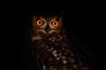 Portrait Awesome owl on low key