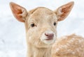 Portrait of a AWonderful Albino Bambi in a Fairy Forest Covererd with Snow Royalty Free Stock Photo