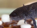 Portrait of axolotl closeup