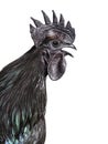 Portrait of a Ayam Cemani rooster chicken singing