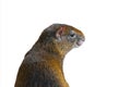 Portrait azaras agouti isolated on white Royalty Free Stock Photo