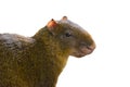 Portrait azara agouti dasyprocta azarae isolated on white Royalty Free Stock Photo