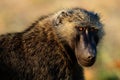 Portrait of a baboon.