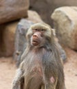 A Portrait of a Baboon with an Intense Stare