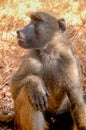 Portrait Baboon