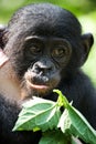 Portrait of a baby bonobo. Democratic Republic of Congo. Lola Ya BONOBO National Park.