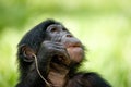 Portrait of a baby bonobo. Democratic Republic of Congo. Lola Ya BONOBO National Park.