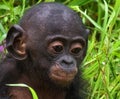 Portrait of a baby bonobo. Democratic Republic of Congo. Lola Ya BONOBO National Park.