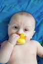 Portrait of baby boy holding yellow rubber duck in mouth after bathing