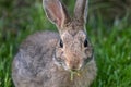 A Portrait of a Baby Bunny Rabbit