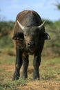 Portrait of baby cape buffalo calf Royalty Free Stock Photo