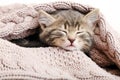 Portrait baby cat sleeping on cozy pink blanket. Fluffy tabby kitten snoozing comfortably on knitted bed. Kitten lying, relaxing. Royalty Free Stock Photo