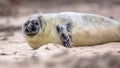 portrait of baby Common seal on beach Royalty Free Stock Photo