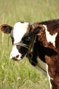 Portrait of a baby cow Royalty Free Stock Photo