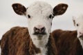 Hereford calf portrait shows baby cow with speckled nose close up Royalty Free Stock Photo