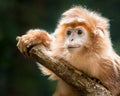 Ebony Langur XV Royalty Free Stock Photo