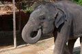 Portrait of baby elephant, Phuket, Thailand Royalty Free Stock Photo