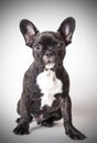 Portrait of baby French bulldog