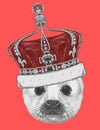 Portrait of Baby Fur Seal with crown.