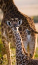 Portrait of a baby giraffe. Kenya. Tanzania. East Africa. Royalty Free Stock Photo