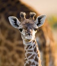 Portrait of a baby giraffe. Kenya. Tanzania. East Africa.