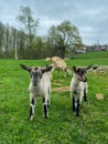 Portrait of baby goats and a mother goat Royalty Free Stock Photo