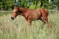 Portrait of a baby horse summertime Royalty Free Stock Photo