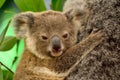 Portrait of baby koala Royalty Free Stock Photo