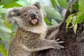 Portrait of baby koala Royalty Free Stock Photo