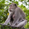 Portrait of baby monkey and mother at sacred monkey forest in Ubud, island Bali, Indonesia Royalty Free Stock Photo