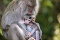 Portrait of baby monkey and mother at sacred monkey forest in Ubud, Bali, Indonesia. Close up Royalty Free Stock Photo