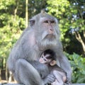 Portrait of baby monkey and mother at sacred monkey forest in Ubud, Bali, Indonesia. Close up Royalty Free Stock Photo