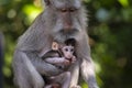 Portrait of baby monkey and mother at sacred monkey forest in Ubud, Bali, Indonesia Royalty Free Stock Photo