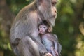 Portrait of baby monkey and mother at sacred monkey forest in Ubud, Bali, Indonesia Royalty Free Stock Photo