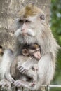 Portrait of baby monkey and mother at sacred monkey forest in Ubud, island Bali, Indonesia Royalty Free Stock Photo