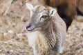 Portrait of a baby mouflon sheep
