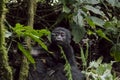 Portrait of baby mountain gorilla, Bwindi Impenetrable Forest Na