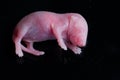 Portrait of baby mouse rat on a black