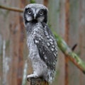 Portrait of baby northern hawk owl Royalty Free Stock Photo