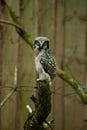 Portrait of baby northern hawk owl (Surnia ulula Royalty Free Stock Photo