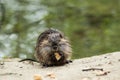 Baby nutria eating on the land in border river