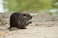 baby nutria eating on the land in border river Royalty Free Stock Photo