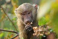 Portrait of baby olive baboon (Papio Anubis)