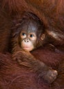 Portrait of a baby orangutan. Close-up. Indonesia. The island of Kalimantan Borneo. Royalty Free Stock Photo